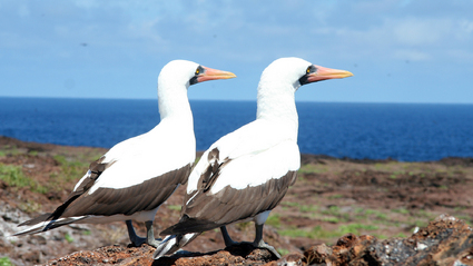 4-Day Galapagos Island Hopping